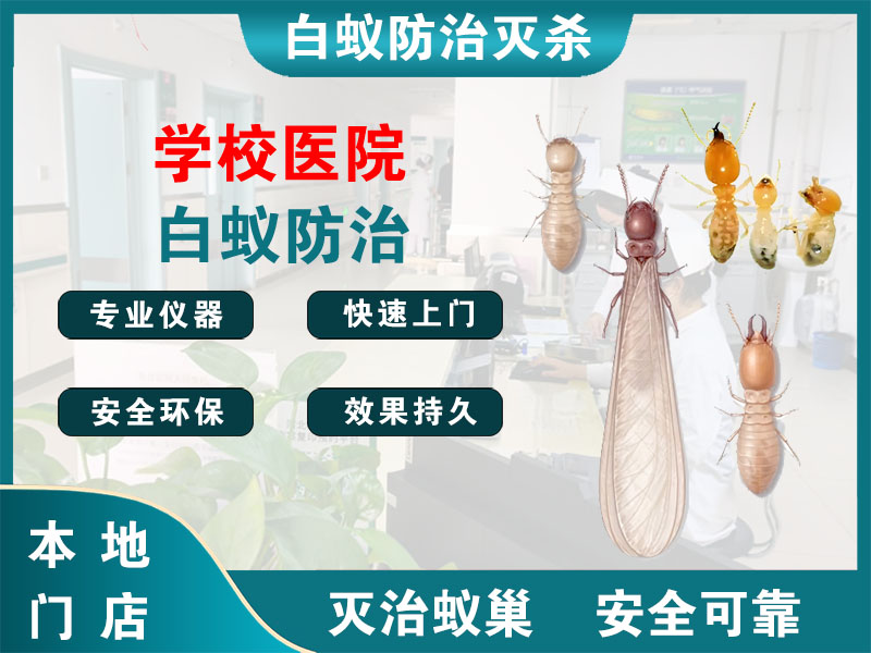 润州学校医院白蚁防治