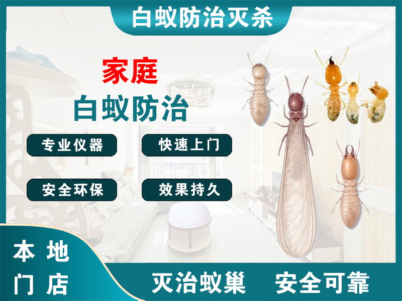 润州家庭白蚁防治