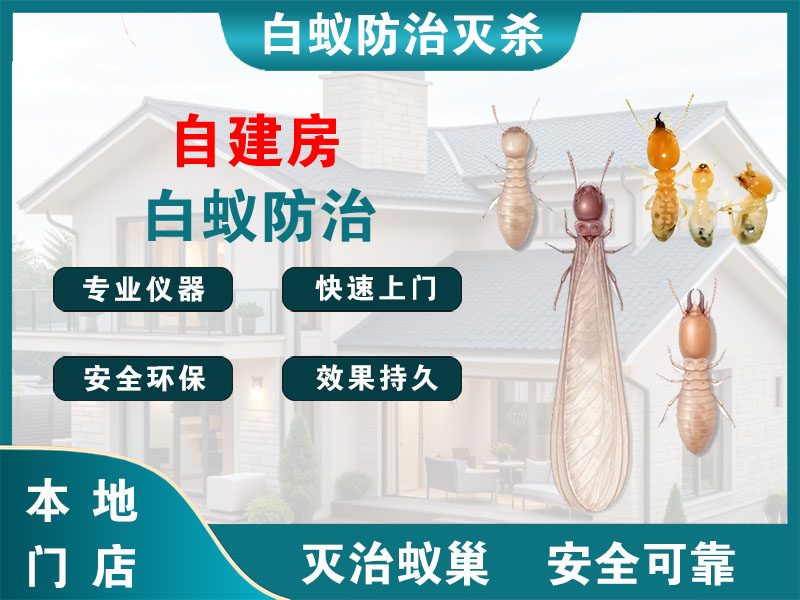 润州自建房白蚁防治