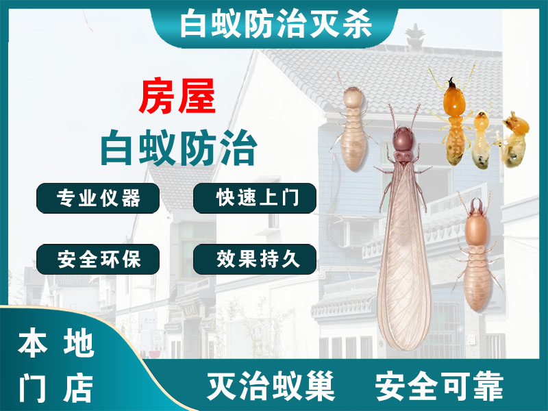 润州房屋白蚁防治